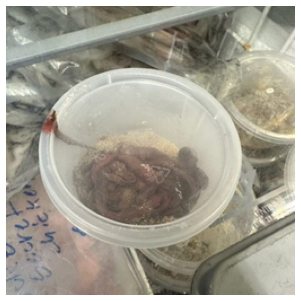 Tube Worms - Methylated